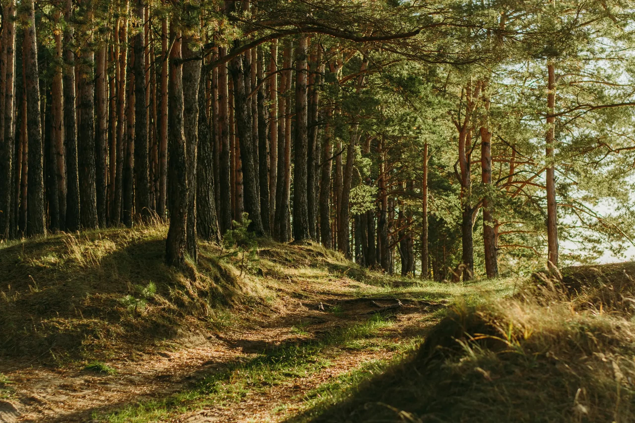 Bosque para retiro de silencio en la Sierra de Gredos